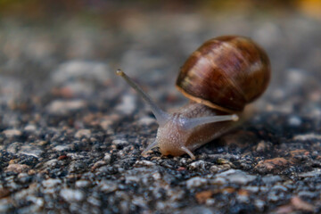 Photo of a snail