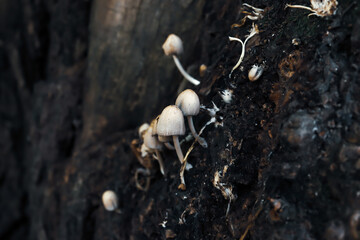 A Bunch of Mushrooms