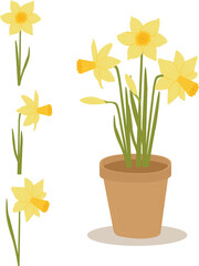  Narcissus. Daffodils in a pot and isolated for use separately.
