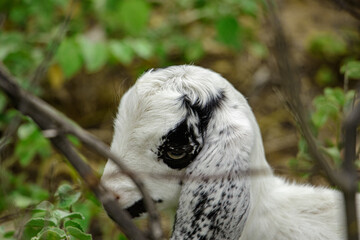 white and black goat cub