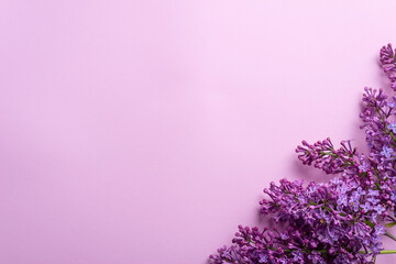 Branches of lilac on pink background. White and purple lilac. Romantic spring mood. Top view. Copy...