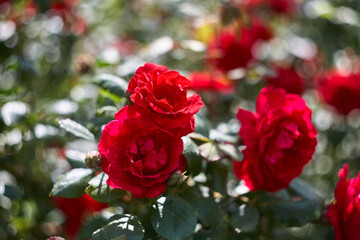 Red roses as a natural and holidays background. Red roses bunch in the garden.