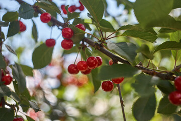 Big harvest of sweet red cherries in the garden.