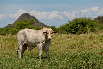 Lonely ox in the farm's pasture