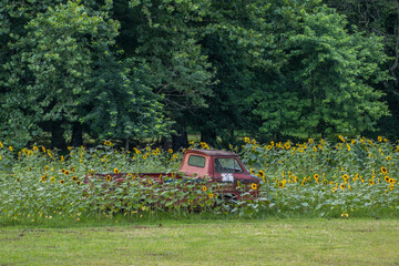 1960's Chevy Corvair truck in a field - obrazy, fototapety, plakaty