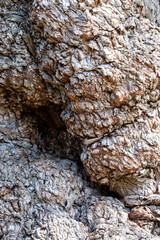 Close up of rough textured gnarly tree trunk