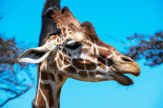 Giraffe head portrait. Open mouth. Side view. Blurred green trees and blue sky background