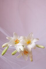 White Madonna lily flower, Lilium candidum