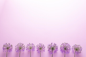 flatlay purple flowers on a pink background minimalism