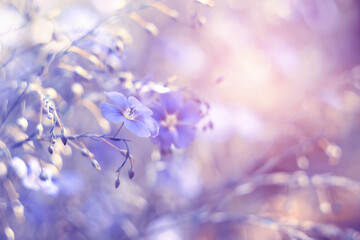 Delicate blue flax flowers on a toned purple background in sunlight. Beautiful natural art image....