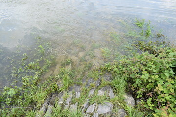 flaches Wasser am Rhein