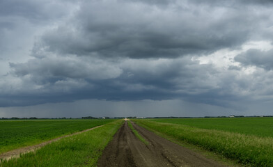 Fototapeta na wymiar Blue-grey storm clouds with distant rain above a dirt road in a prairie setting. Bright green crops and grass can be seen in the fields. 