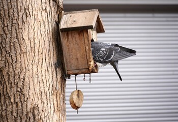 pigeon bird sits in small birdhouse. bird house. on the tree. and looks inside. High quality photo