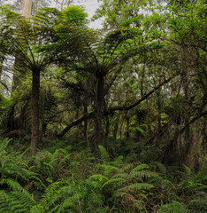Fototapeta premium Forest of Australia, consisting mainly of various types of eucalyptus.