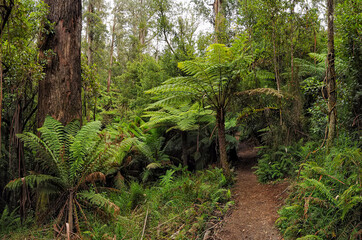 Forest of Australia, consisting mainly of various types of eucalyptus.