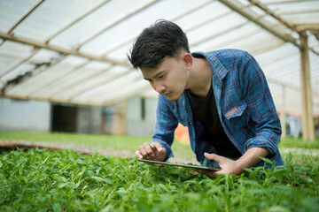 Young business man using a tablet checking the farm. Asian man checking the farm with digital...