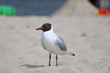 Bird on beach 