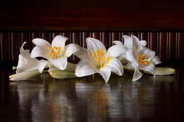 Fototapeta na wymiar White Madonna lily flower, Lilium candidum