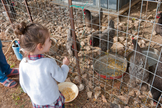 Athens, Greece - June 24, 2021: Young girl feeding chicken at a farm.