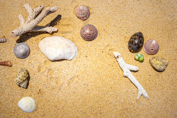 Shells of many types and sizes are found on our shelling beaches. at the sunset and warm tone.