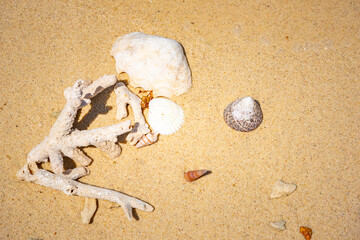 Shells of many types and sizes are found on our shelling beaches. at the sunset and warm tone.
