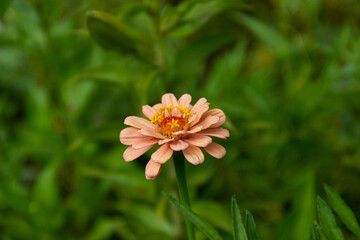 the beautiful flower is grown in the garden