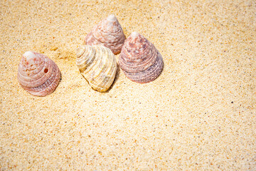 Shells of many types and sizes are found on our shelling beaches. at the sunset and warm tone.