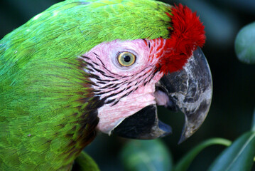 Parrot at the forrest