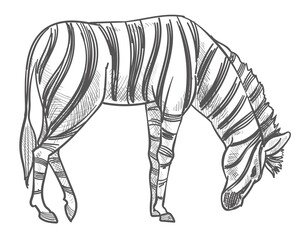 Wild animal grazing on field, zebra monochrome