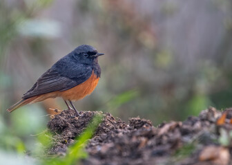 Black Redstart searching food