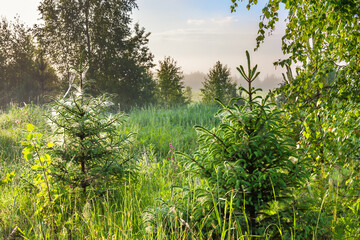 summer landscape with forest and trees