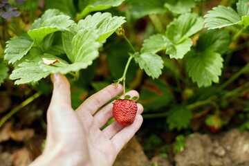 ripe strawberries are lying on the ground under a bush on a sunny day. selective focus
