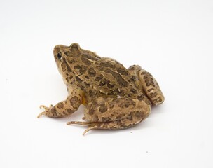 Fototapeta premium portrait of toad pintojo frog on white background species exclusively present in spain (Dicoglossus Jeannear)