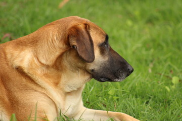 Perro Labrador,  con tristeza mira el horizonte