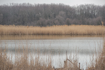 landscape of a narrow river with reeds, against the backdrop of a cloudy sky. Early spring