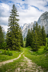 Fototapeta premium Hiking trail in pine tree forest with Alps mountains in background, Gosau region, Austria.