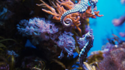 Sea horse among corals  © HENNADII