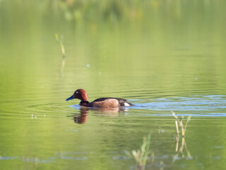 Ferruginous pochard -  Aythya nyroca