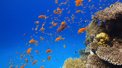 coral reef with fish