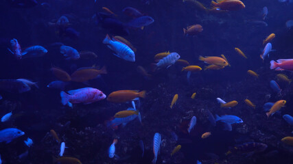fish in aquarium