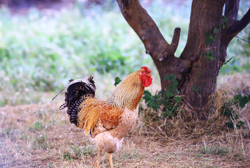 A colorful, landscape, beautiful and smug rooster stands under a tree