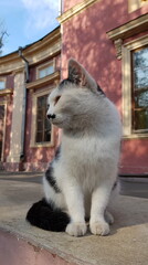 Street cat sits in front of pink antique architecture building