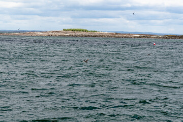 Fototapeta premium Atlantic Puffins in flight on the Farne Islands - UK