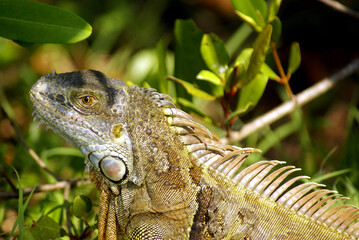 Green Iguana