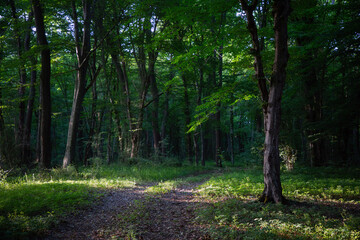 Liana forest in Dagestan (Samursky) is the only subtropical grove in Russia