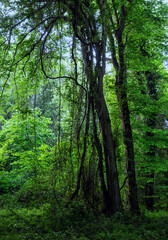 Fototapeta na wymiar Liana forest in Dagestan (Samursky) is the only subtropical grove in Russia