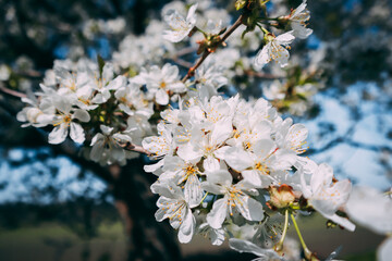 cherry tree flowers