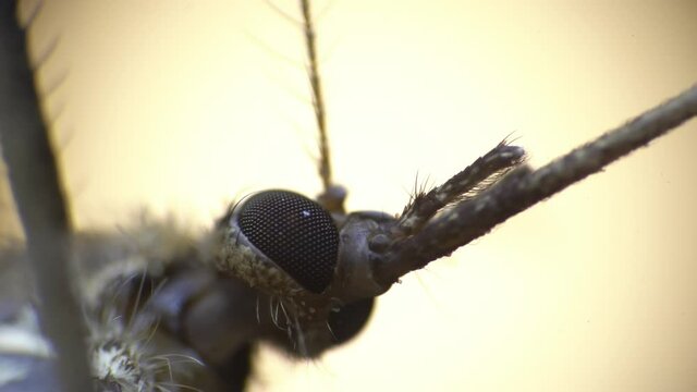 Macro isolated view of mosquito head which is moving its chelas and antennas. Closeup footage of an insect filmed under microscope. There is a bloodsucker with long nose. Entomology and wildlife theme