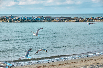 Large herd of seagulls flying over wonderful beach landscape on a beautiful summer day, vacation in...
