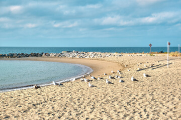 Fototapeta na wymiar Large herd of seagulls over wonderful beach landscape on a beautiful summer day, vacation in Europe.
